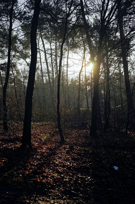 пейзаж дерево природа лес