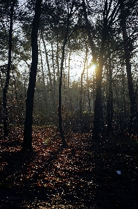 Landscape tree nature forest Photo