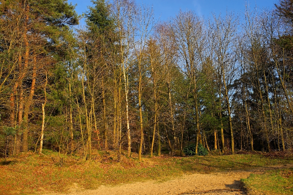 Landscape tree nature forest