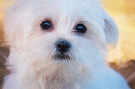 White sweet puppy dog Photo