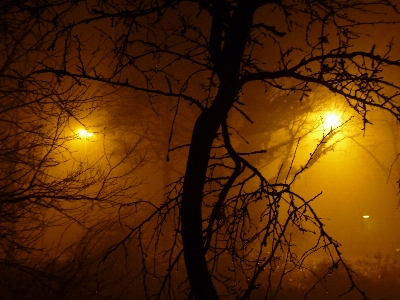 Tree branch light abstract Photo