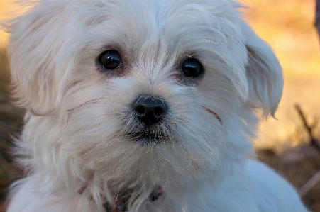 White sweet puppy dog Photo