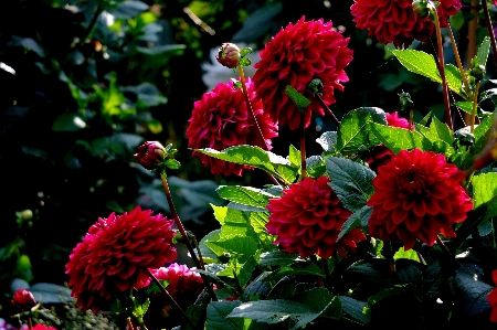 Foto Naturaleza luz planta hoja