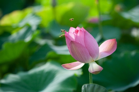 自然 花 植物 葉 写真