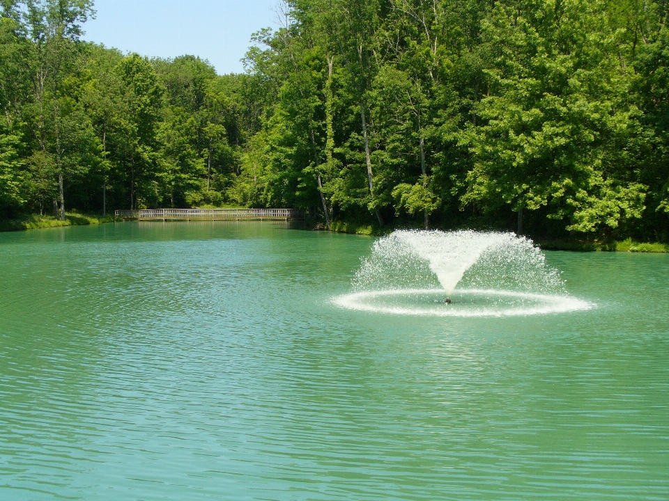 Landscape tree water nature