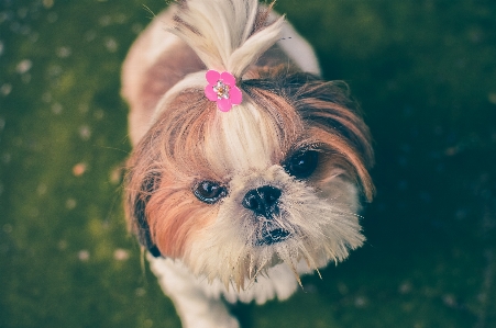 Foto Anak anjing satwa imut-imut