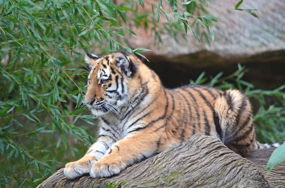 Fauna silvestre salvaje zoo gato