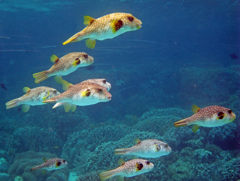 Morze ocean nurkowanie podwodny