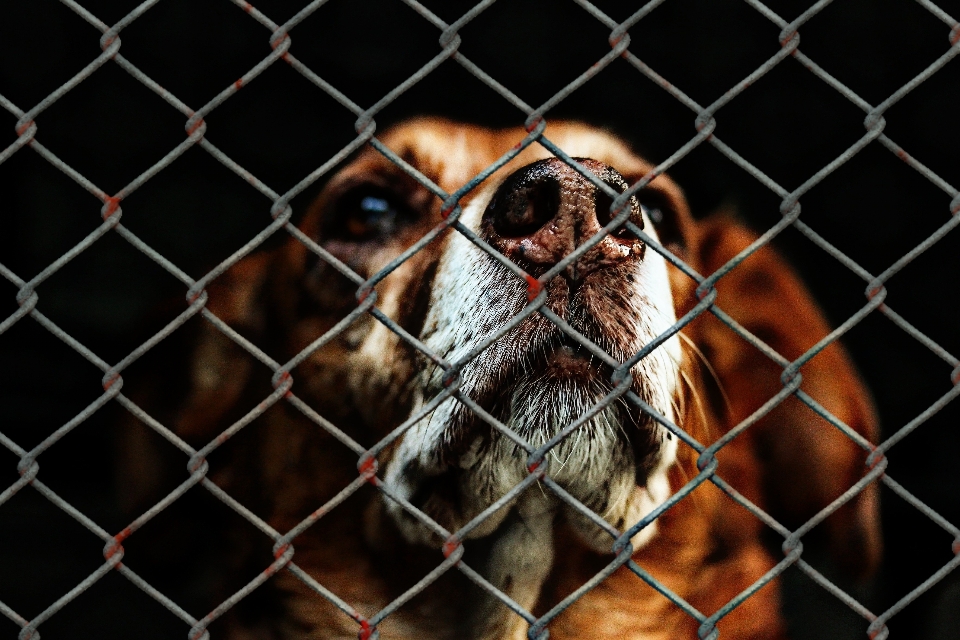 Fence sweet dog cute