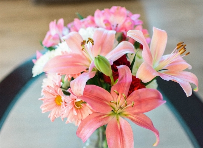 Blossom plant photography flower Photo