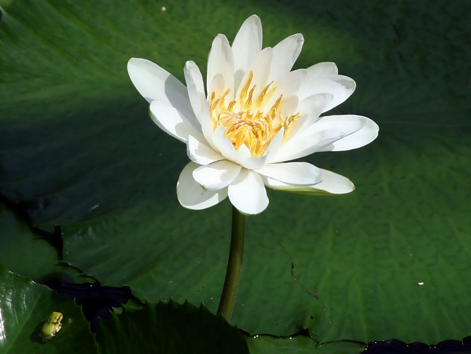 Tanaman bunga daun kolam