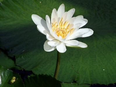 Plant flower petal pond Photo