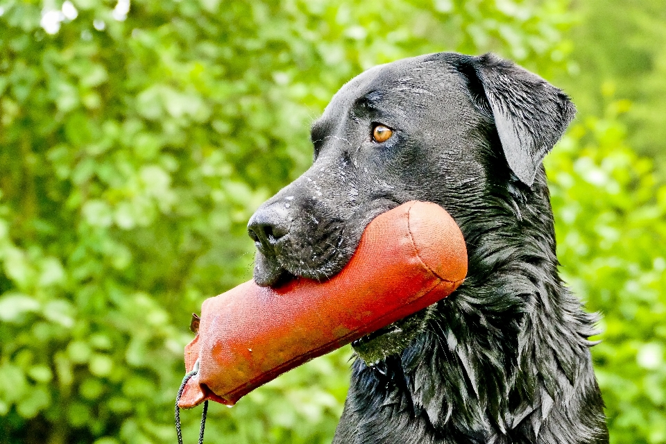 Cachorro mamífero fauna vertebrado
