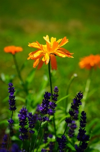 Nature plant field meadow Photo