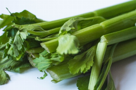 Plant dish food green Photo