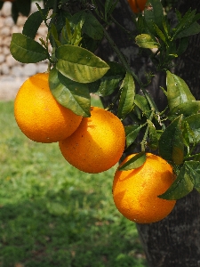 Tree branch plant fruit Photo