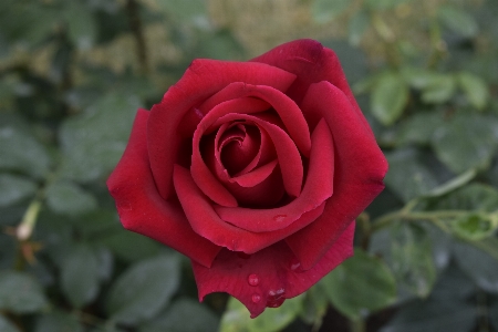 Nature plant flower petal Photo