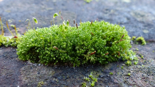 木 自然 草 植物 写真