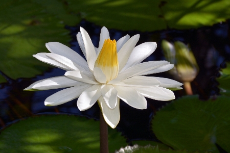 Water nature blossom plant Photo