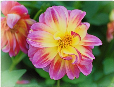 花 植物 花弁 咲く 写真