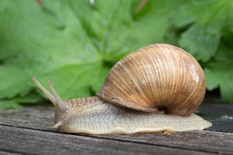 животное fauna оболочка беспозвоночный