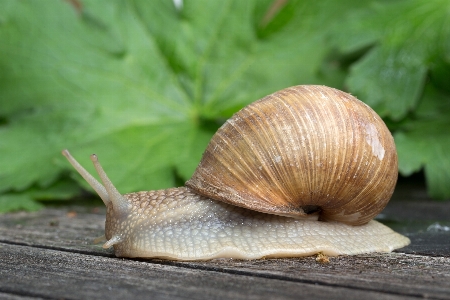 Tier fauna hülse wirbellos Foto