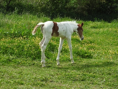 Grass walking farm meadow Photo