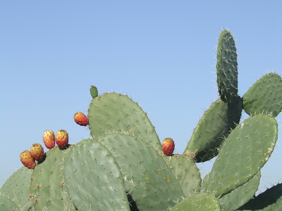 Cactus plant fruit leaf