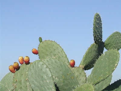 Foto Cacto
 plantar fruta folha