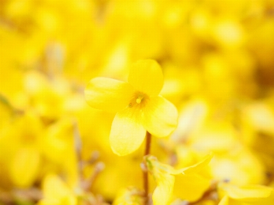 ブランチ 花 植物 写真撮影 写真