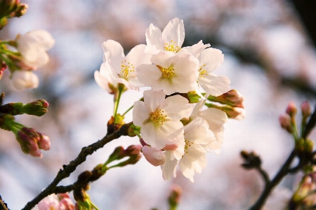 自然 ブランチ 花 植物 写真