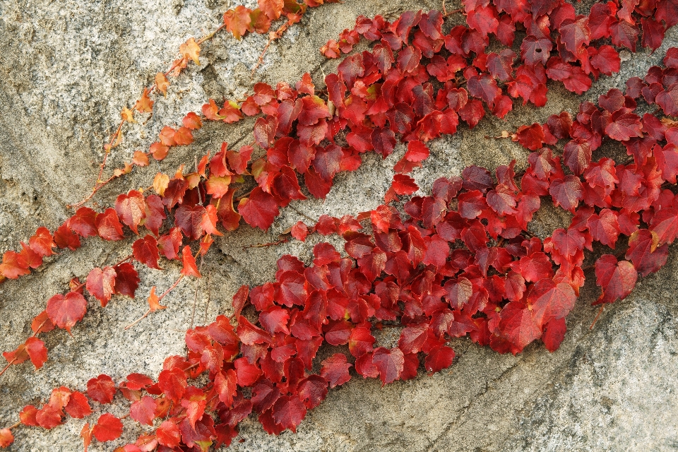 Natur anlage vine blatt