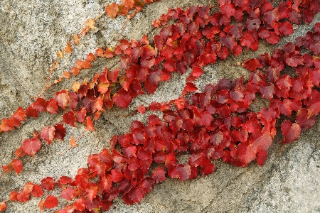 Foto Naturaleza planta vine hoja