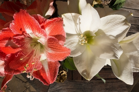 Blossom plant white flower Photo