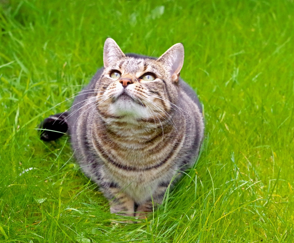 Herbe extérieur animal mignon