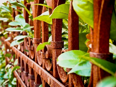 Foto Pohon alam hutan cabang