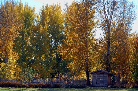 Landscape tree forest plant Photo