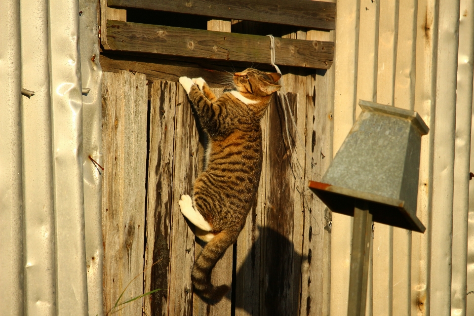 Bois jouer chaton chat