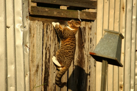 Wood play kitten cat Photo