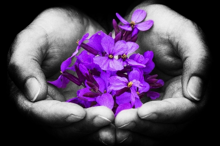 Hand black and white people plant Photo