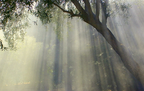 Landscape tree water nature Photo