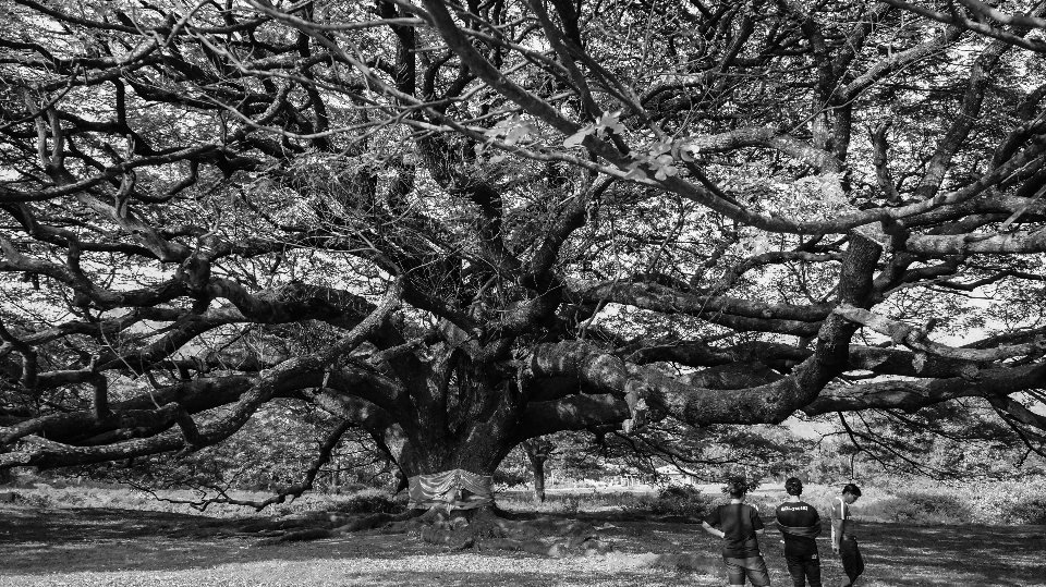 Baum wald zweig schwarz und weiß
