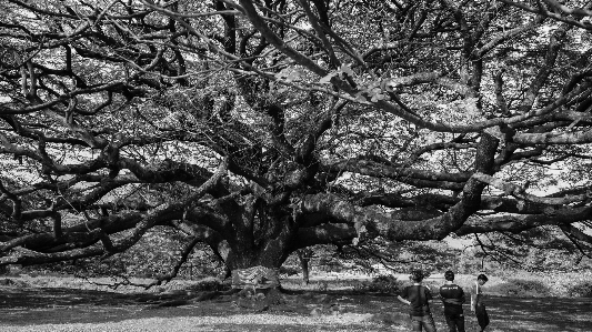 Tree forest branch black and white Photo