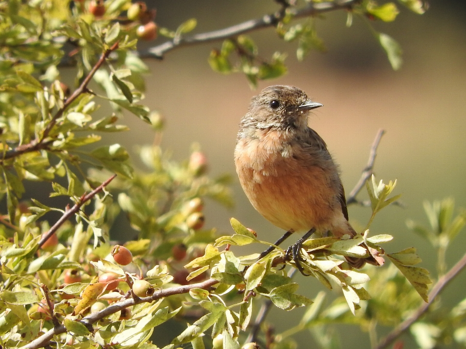 Natura oddział ptak kwiat