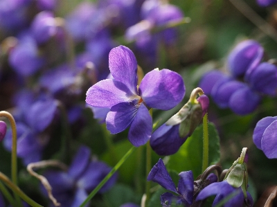 Nature forest blossom plant Photo