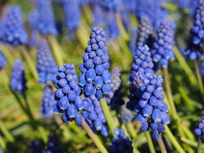 Blossom plant grape fruit Photo