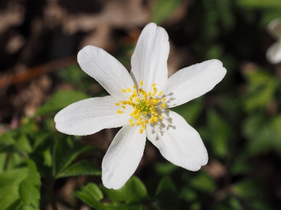 Nature blossom light plant Photo