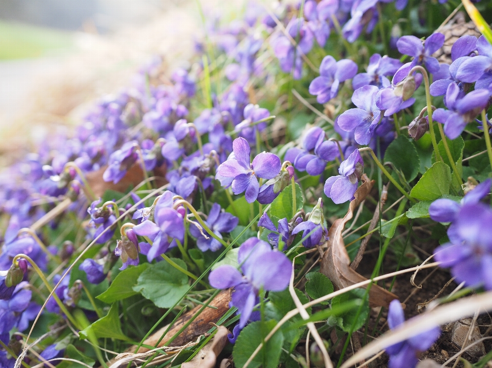 Nature forest blossom plant