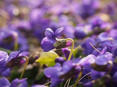 Nature forest blossom plant Photo