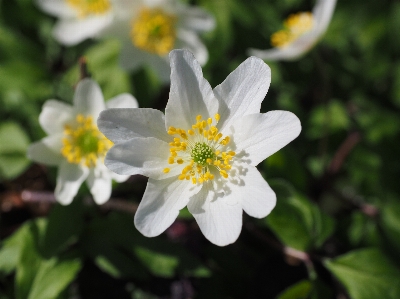 Nature blossom light plant Photo